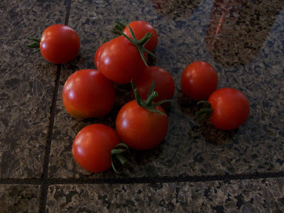 Cherry Tomato Plant