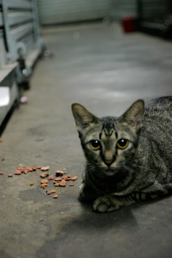 Cat in bangkok market