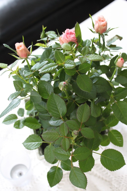 2010 06 04 005