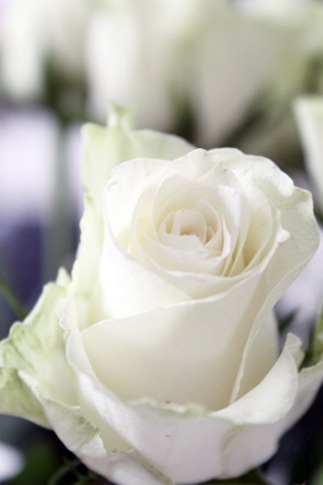 18 februar--3 18 februar--3