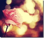 Digital_photography_%5Bwallcoo_com%5D_pink_flowers_03
