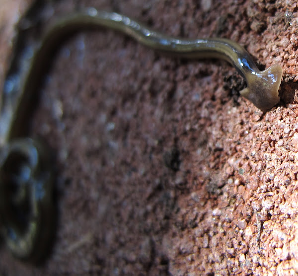 Hammerhead Worm Project Noah