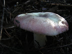 Mushroom