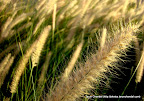 Silky Touch, Tarun Chandel Photoblog