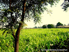 Green India, Tarun Chandel Photoblog