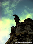 Thirsty Crow, Tarun Chandel Photoblog