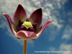Flower and Sky, Tarun Chandel Photoblog