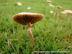 Mushrooms, Tarun Chandel Photoblog
