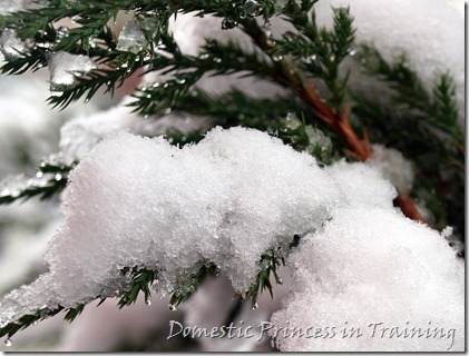 snow, vdaycards, primrose 2.10 061