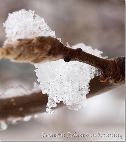 snow, vdaycards, primrose 2.10 080