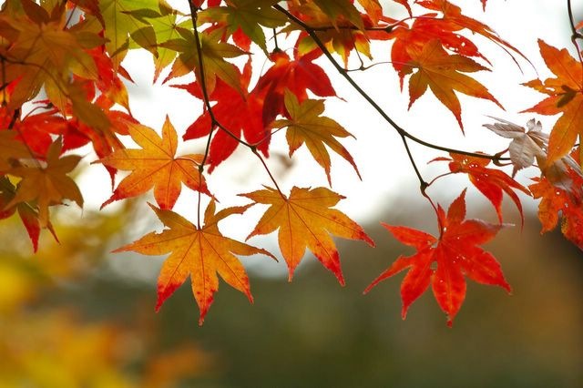 [fall-leaves[2].jpg]