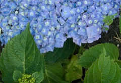 Colour-harmony-similar-blue-green
