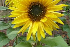 Colour-harmony-similar-yellow-green