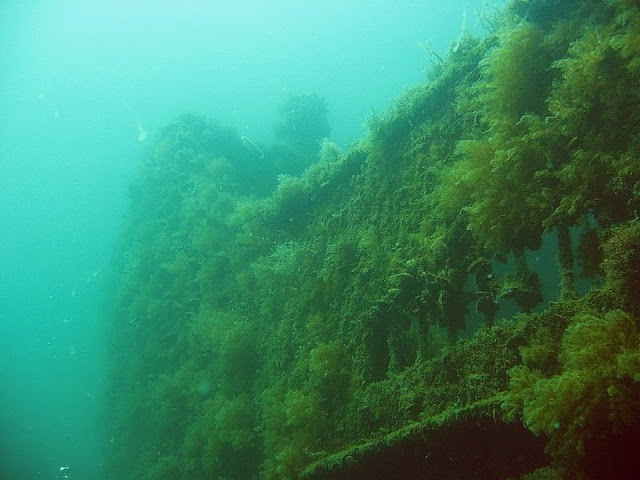 Подводные фото Судака Div-10