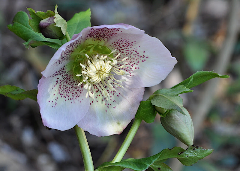 Hellebore blossom and buds