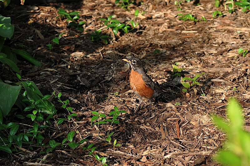 red robin in garden