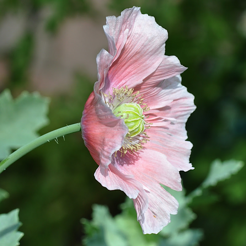 pale pinkish-orange poppy