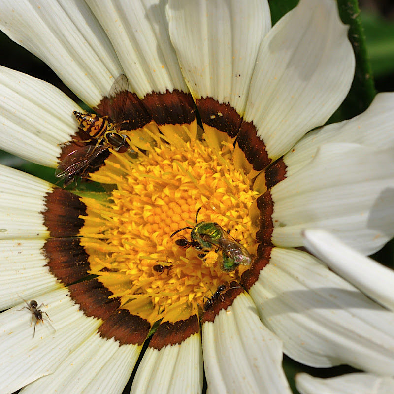 ants, sweat bee and hoverfly in Gazania