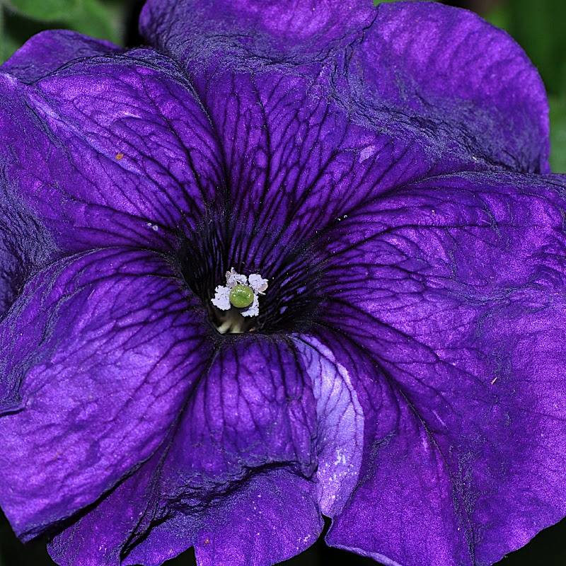 purple petunia