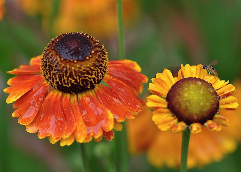 Helenium Mardi Gras with hoverfly