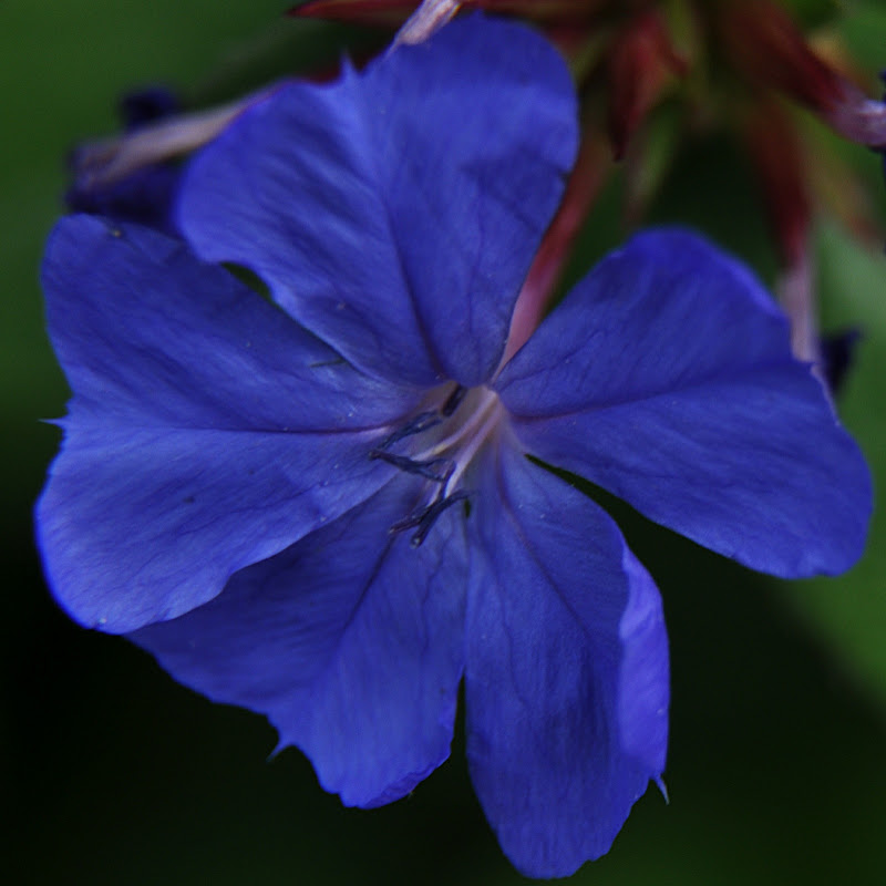 Plumbago Larpentae