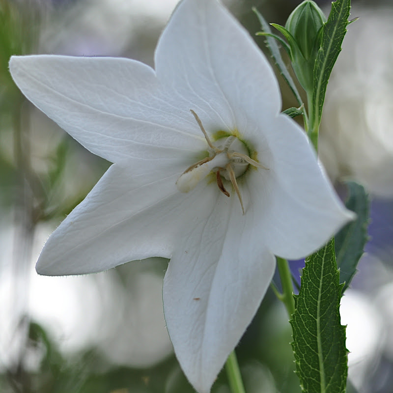A Photography Addict's Showcase... White, white, white... Balloon