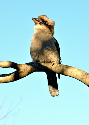 laughing kookaburra