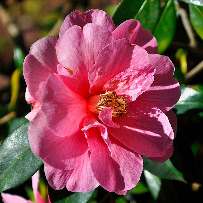 pink camellia