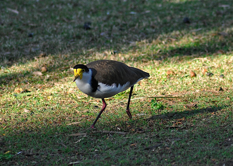 Plover (AU), Lapwing (NZ)