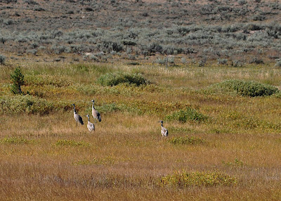 sandhill cranes