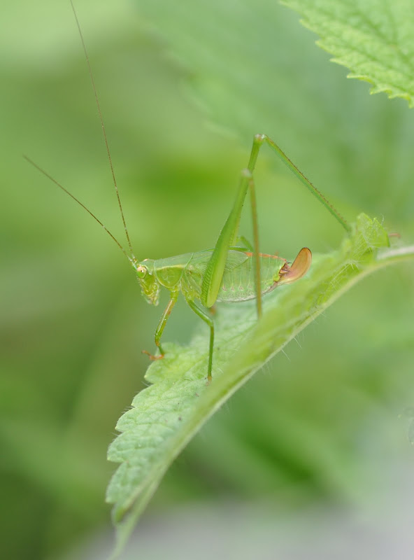 green bug on lemon balm leaf