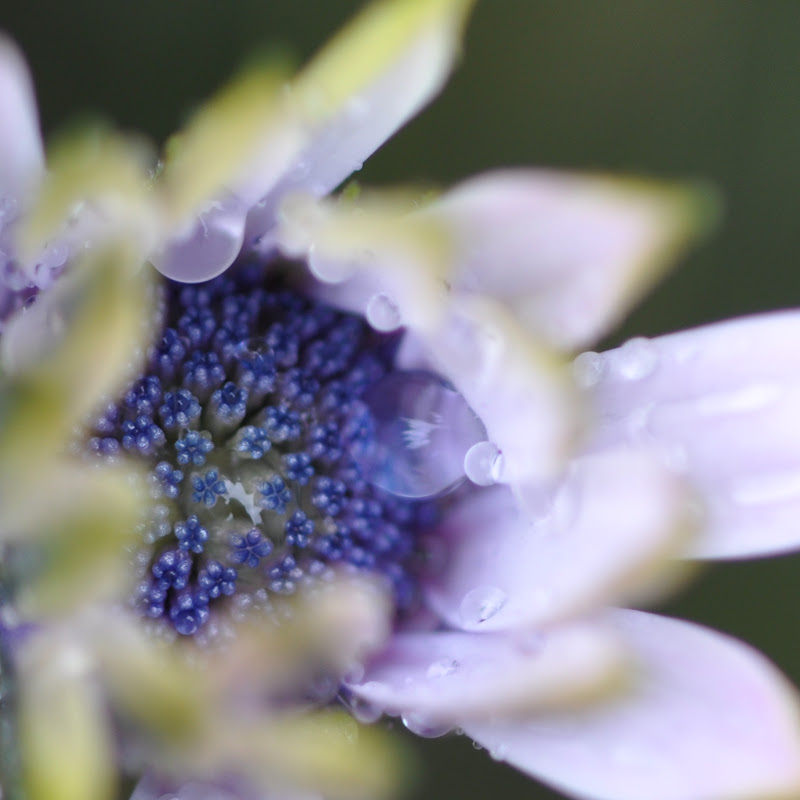 half-open African daisy with raindrops