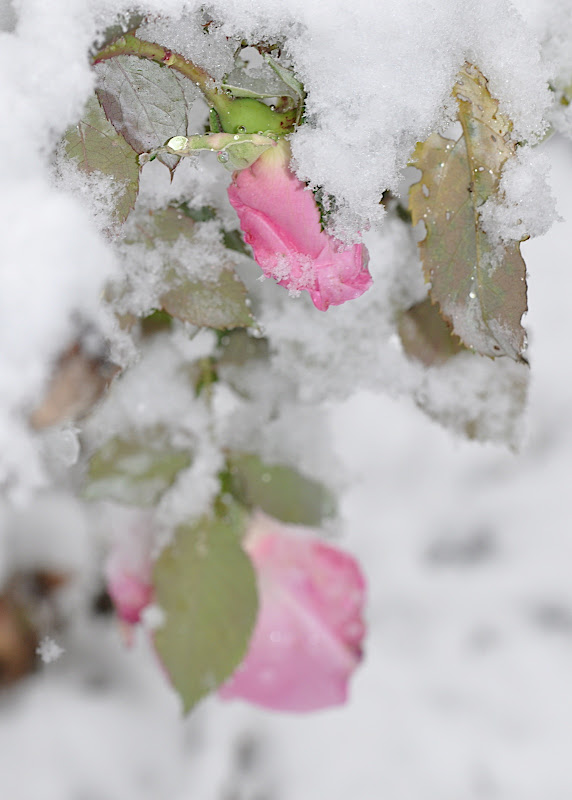 pink rose in snow