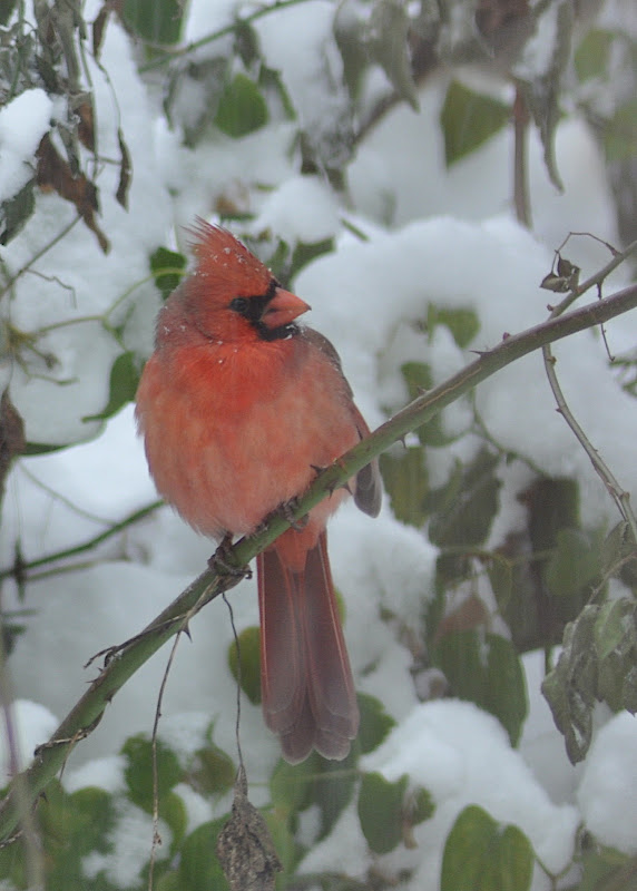 male cardinal in snow