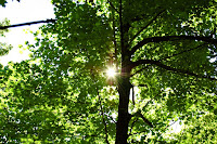 Dappled light Photo
