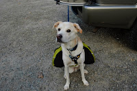 Lando is ready to go Photo