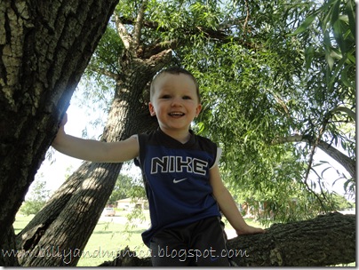 Forrest in tree