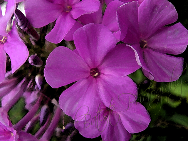 [DSC05499purplephloxwatercolorcopy2.png]