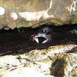 Point Lobos
