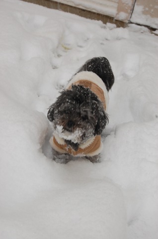 [Pizza Snow 080[3].jpg]