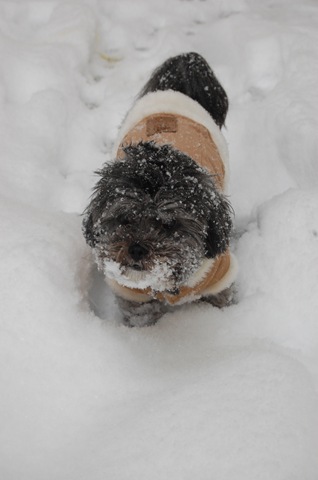 [Pizza Snow 083[3].jpg]