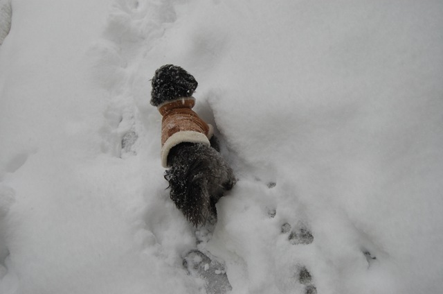 [Pizza Snow 086[3].jpg]
