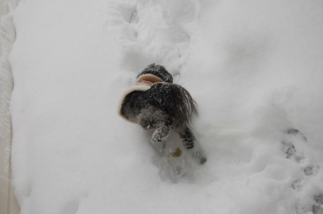 [Pizza Snow 087[3].jpg]