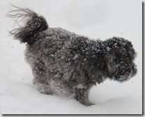 Snow 031