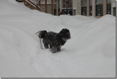 Snow 027