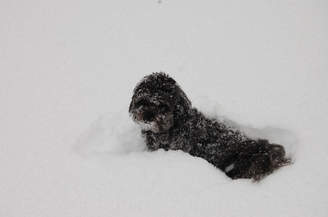 [Snow 052[3].jpg]
