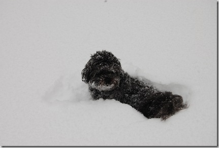Snow 053