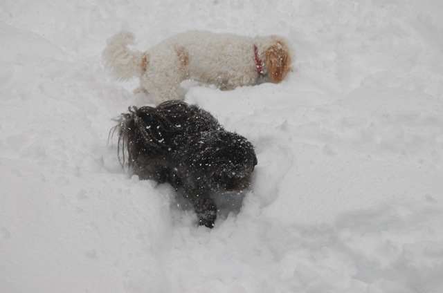 [Snow 172[3].jpg]
