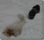 Snow 189