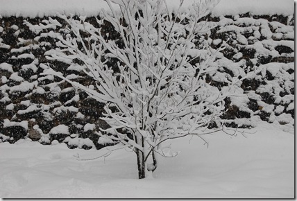 Snow 166